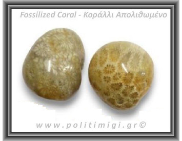 Απολιθωμένο Κοράλλι