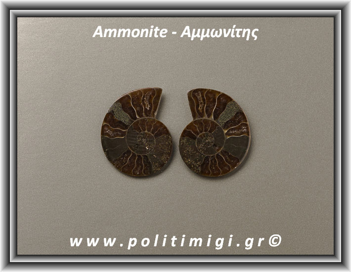 ΩΨ-Αμμωνίτης Ακατέργαστος 002 14,79gr 3,5x2,8cm