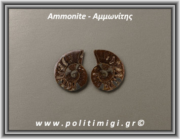 Αμμωνίτης Ακατέργαστος 004 08,45gr 3x2,4cm