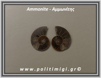 Αμμωνίτης Ακατέργαστος 005 11,06gr 3,5x2,7cm