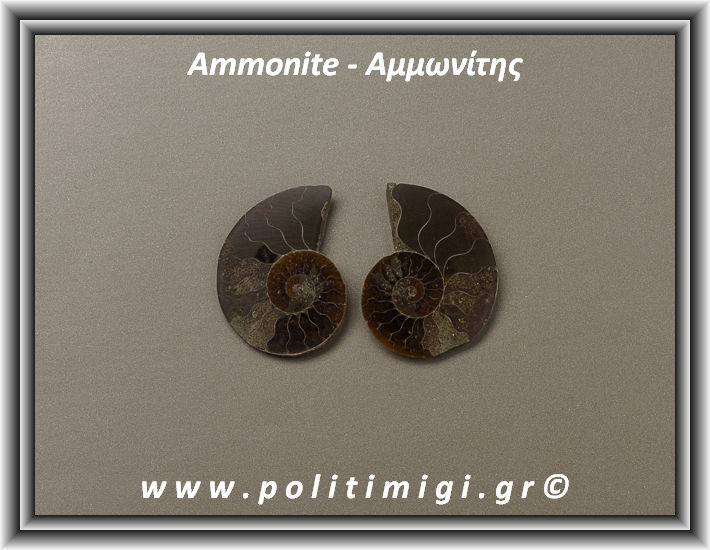 ΩΨ-Αμμωνίτης Ακατέργαστος 005 11,06gr 3,5x2,7cm