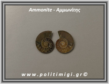 Αμμωνίτης Ακατέργαστος 006 8,00gr 2,8x2,2cm