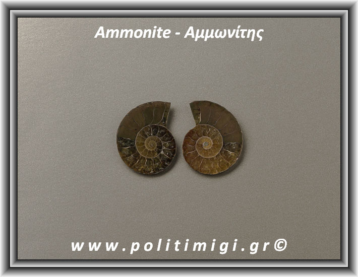 ΩΨ-Αμμωνίτης Ακατέργαστος 006 8,00gr 2,8x2,2cm