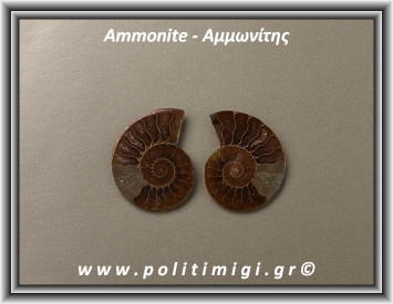 Αμμωνίτης Ακατέργαστος 007 14,00gr 3,5x2,8cm
