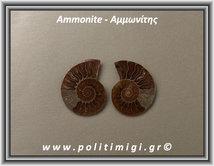 ΩΨ-Αμμωνίτης Ακατέργαστος 007 14,00gr 3,5x2,8cm