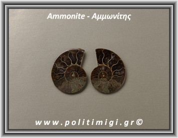 Αμμωνίτης Ακατέργαστος 008 13,60gr 3,5x3cm