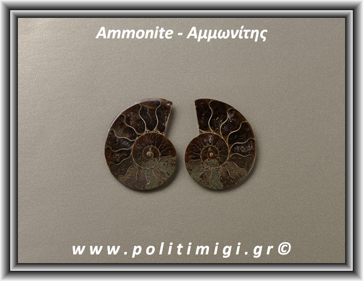 ΩΨ-Αμμωνίτης Ακατέργαστος 008 13,60gr 3,5x3cm