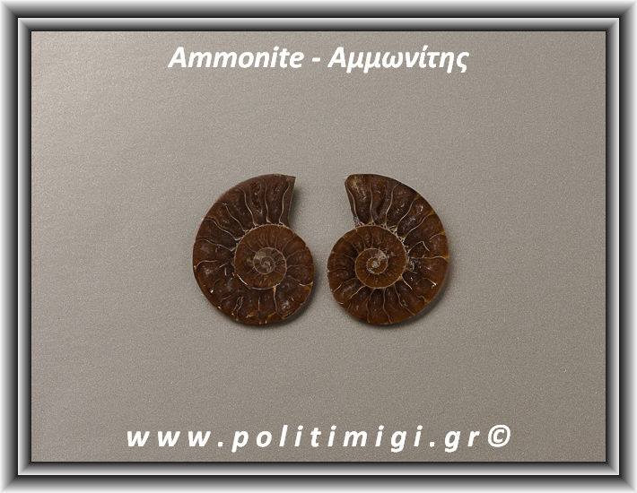 ΩΨ-Αμμωνίτης Ακατέργαστος 010 08,91gr 3x2,5cm