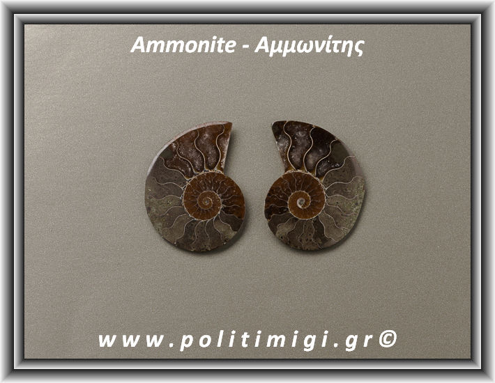 ΩΨ-Αμμωνίτης Ακατέργαστος 012 10,15gr 3x2,5cm