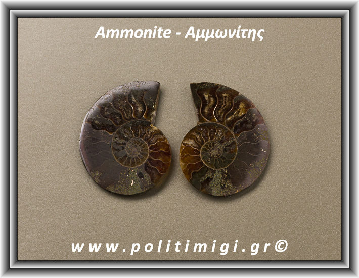 ΩΨ-Αμμωνίτης Ακατέργαστος 013 15,68gr 3,5x3cm
