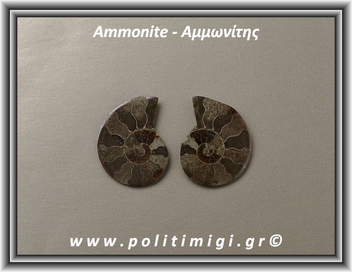 ΩΨ-Αμμωνίτης Ακατέργαστος 015 12,95gr 3,6x2,8cm