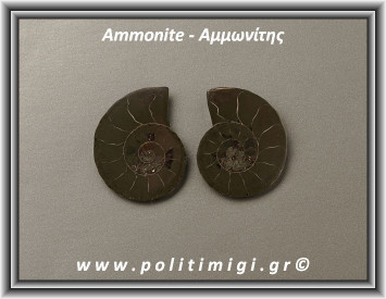 Αμμωνίτης Ακατέργαστος 016 17,51gr 3,5x3cm