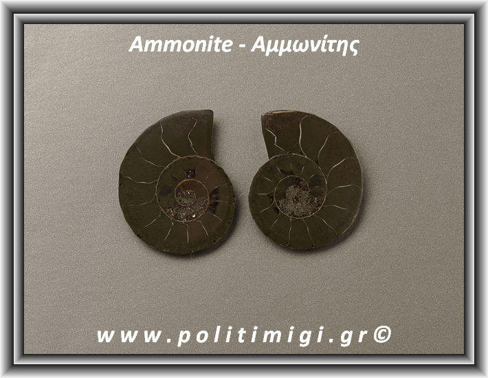 ΩΨ-Αμμωνίτης Ακατέργαστος 016 17,51gr 3,5x3cm