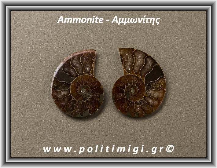 ΩΨ-Αμμωνίτης Ακατέργαστος 017 15,69gr 3,7x3cm