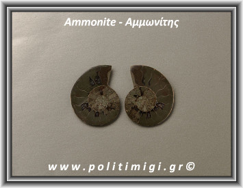 Αμμωνίτης Ακατέργαστος 018 14,76gr 3,5x2,8cm