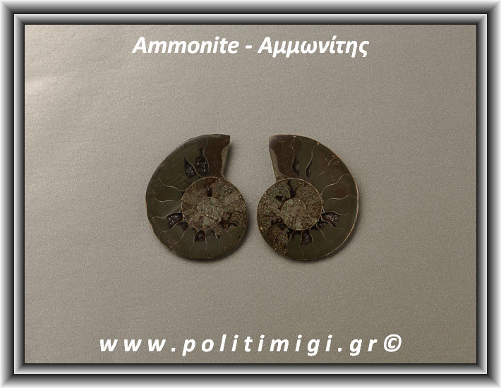 ΩΨ-Αμμωνίτης Ακατέργαστος 018 14,76gr 3,5x2,8cm