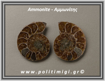 Αμμωνίτης Ακατέργαστος 019 24,52gr 3,5x3cm