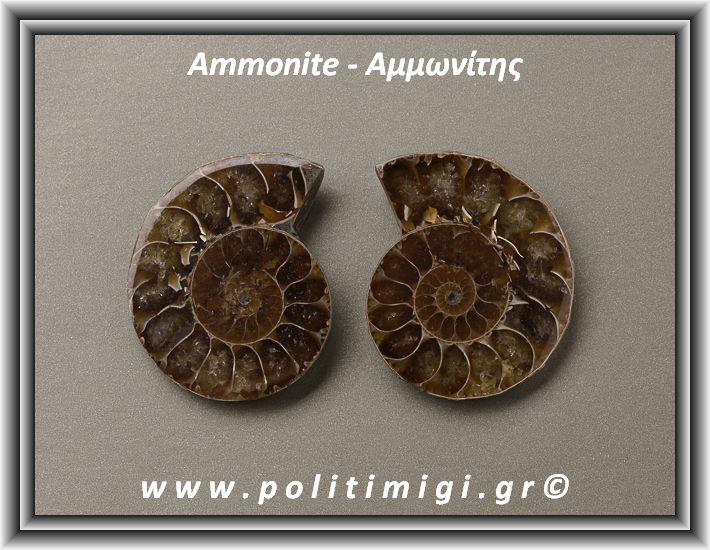Αμμωνίτης Ακατέργαστος 020 21,19gr 3,2x2,6cm