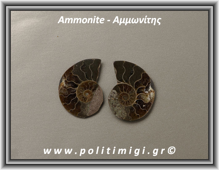 ΩΨ-Αμμωνίτης Ακατέργαστος 021 10,83gr 3,5x2,5cm