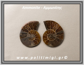 Αμμωνίτης Ακατέργαστος 023 16,60gr 3,7x3cm