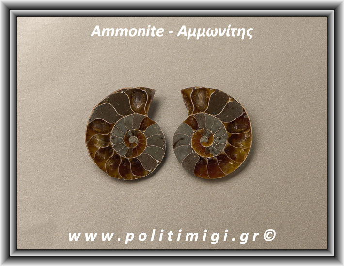 ΩΨ-Αμμωνίτης Ακατέργαστος 024 16,84gr 3x2,7cm