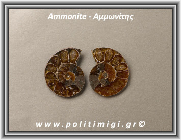Αμμωνίτης Ακατέργαστος 025 15,05gr 3,2x2cm