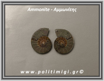 Αμμωνίτης Ακατέργαστος 026 15,47gr 3,5x3cm