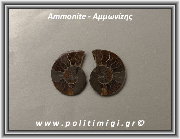 Αμμωνίτης Ακατέργαστος 027 13,90gr 3,5x2,8cm
