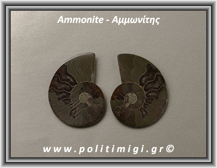 ΩΨ-Αμμωνίτης Ακατέργαστος 028 18,11gr 4x3cm
