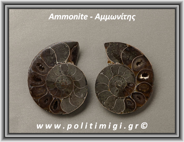 ΩΨ-Αμμωνίτης Ακατέργαστος 030 26,24gr 3,6x3cm