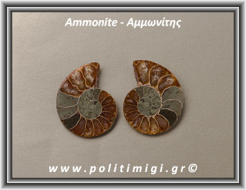 Αμμωνίτης Ακατέργαστος 031 15,25gr 3,2x2,5cm
