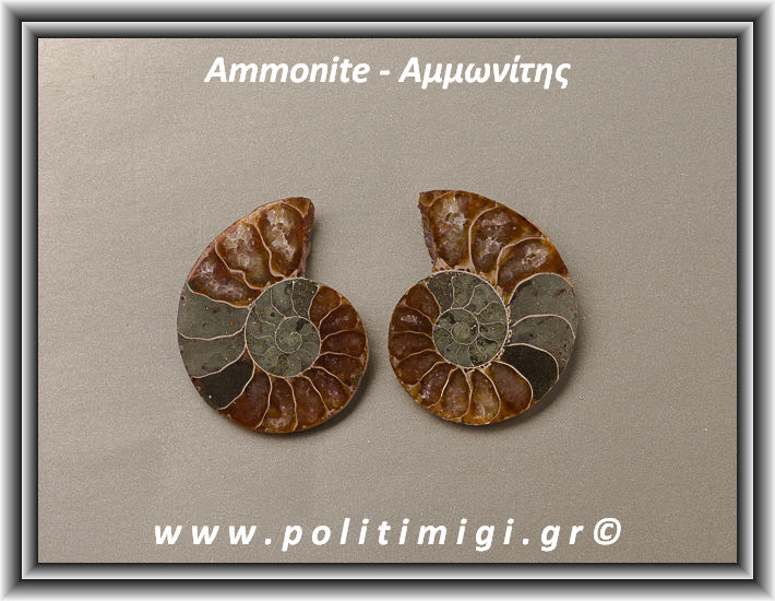 ΩΨ-Αμμωνίτης Ακατέργαστος 031 15,25gr 3,2x2,5cm