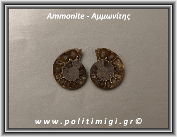 Αμμωνίτης Ακατέργαστος 033 14,19gr 3x2,5cm