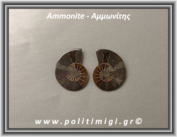 Αμμωνίτης Ακατέργαστος 034 12,58gr 3,3x3cm