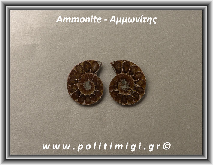 Αμμωνίτης Ακατέργαστος 035 13,05gr 3x2,5cm