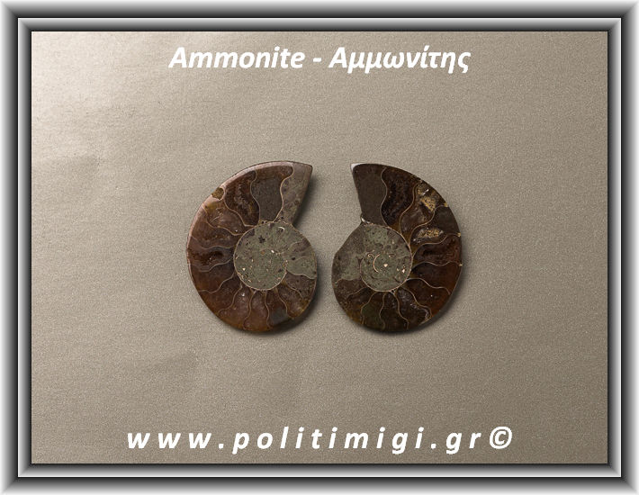 ΩΨ-Αμμωνίτης Ακατέργαστος 037 13,63gr 4x3cm