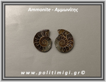 Αμμωνίτης Ακατέργαστος 039 13,89gr 3x2,3cm