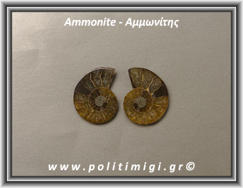 Αμμωνίτης Ακατέργαστος 041 9,88gr 3x2,5cm