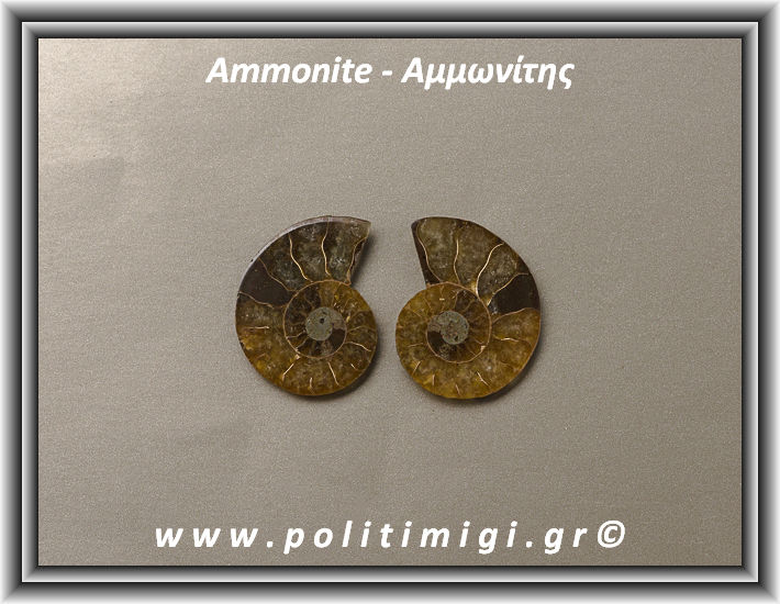 ΩΨ-Αμμωνίτης Ακατέργαστος 041 9,88gr 3x2,5cm