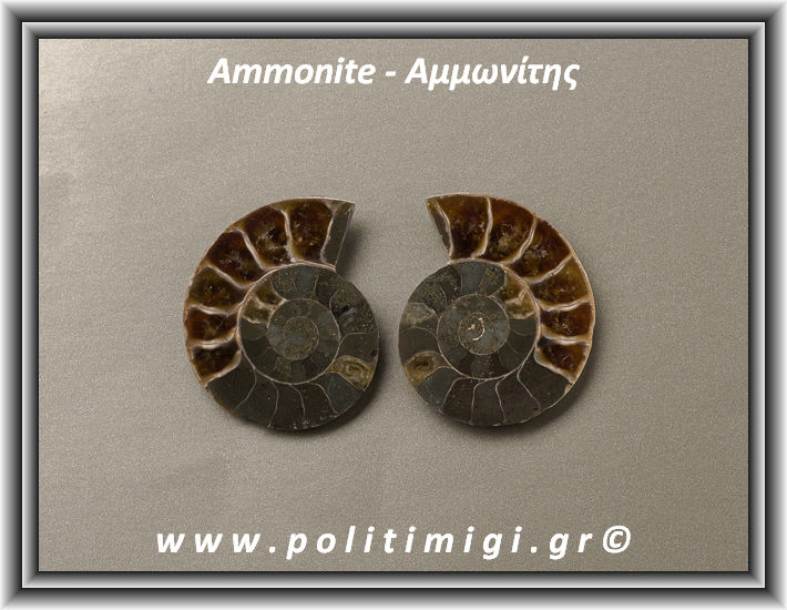 ΩΨ-Αμμωνίτης Ακατέργαστος 042 17,88gr 3,5x3m