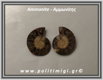 Αμμωνίτης Ακατέργαστος 045 17,99gr 3x2,5cm