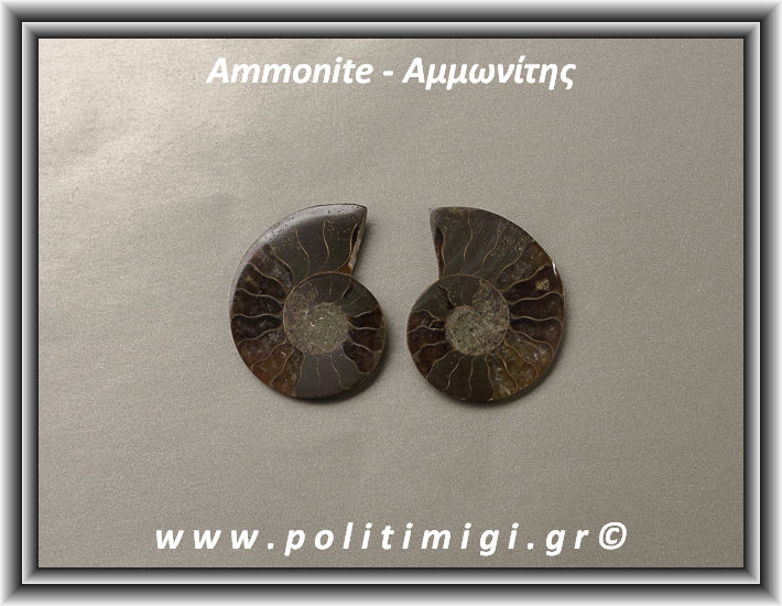 ΩΨ-Αμμωνίτης Ακατέργαστος 047 14,11gr 3,5x2,8cm