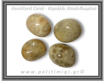 Κοράλλι Απολιθωμένο Καφέ Βότσαλο Large 15-30gr 2-4cm