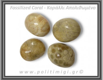 Κοράλλι Απολιθωμένο Καφέ Βότσαλο Large 15-30gr 2-4cm