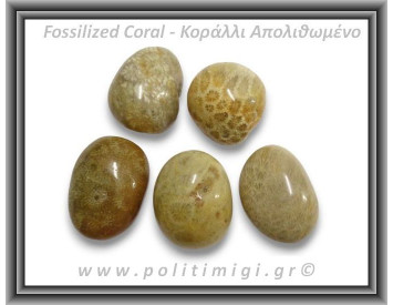 Κοράλλι Απολιθωμένο Καφέ Βότσαλο Medium 5-14gr 1,5-3cm