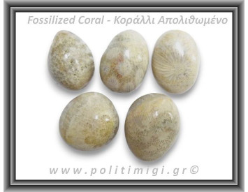 Κοράλλι Απολιθωμένο Γκρι Βότσαλο Medium 5-14gr 1,5-3cm
