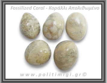 Κοράλλι Απολιθωμένο Γκρι Βότσαλο Medium 5-14gr 1,5-3cm