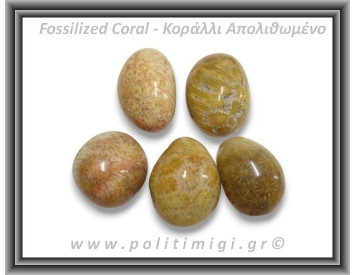 Κοράλλι Απολιθωμένο Καφέ Βότσαλο Medium 5-14gr 1,5-3cm