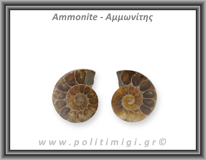 Αμμωνίτης Ζευγάρι Large 002 17,66gr 3,3x2,6cm