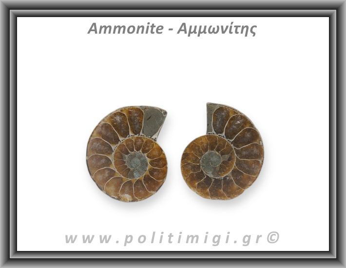 Αμμωνίτης Ζευγάρι Large 005 16,51gr 3,5x2,8cm